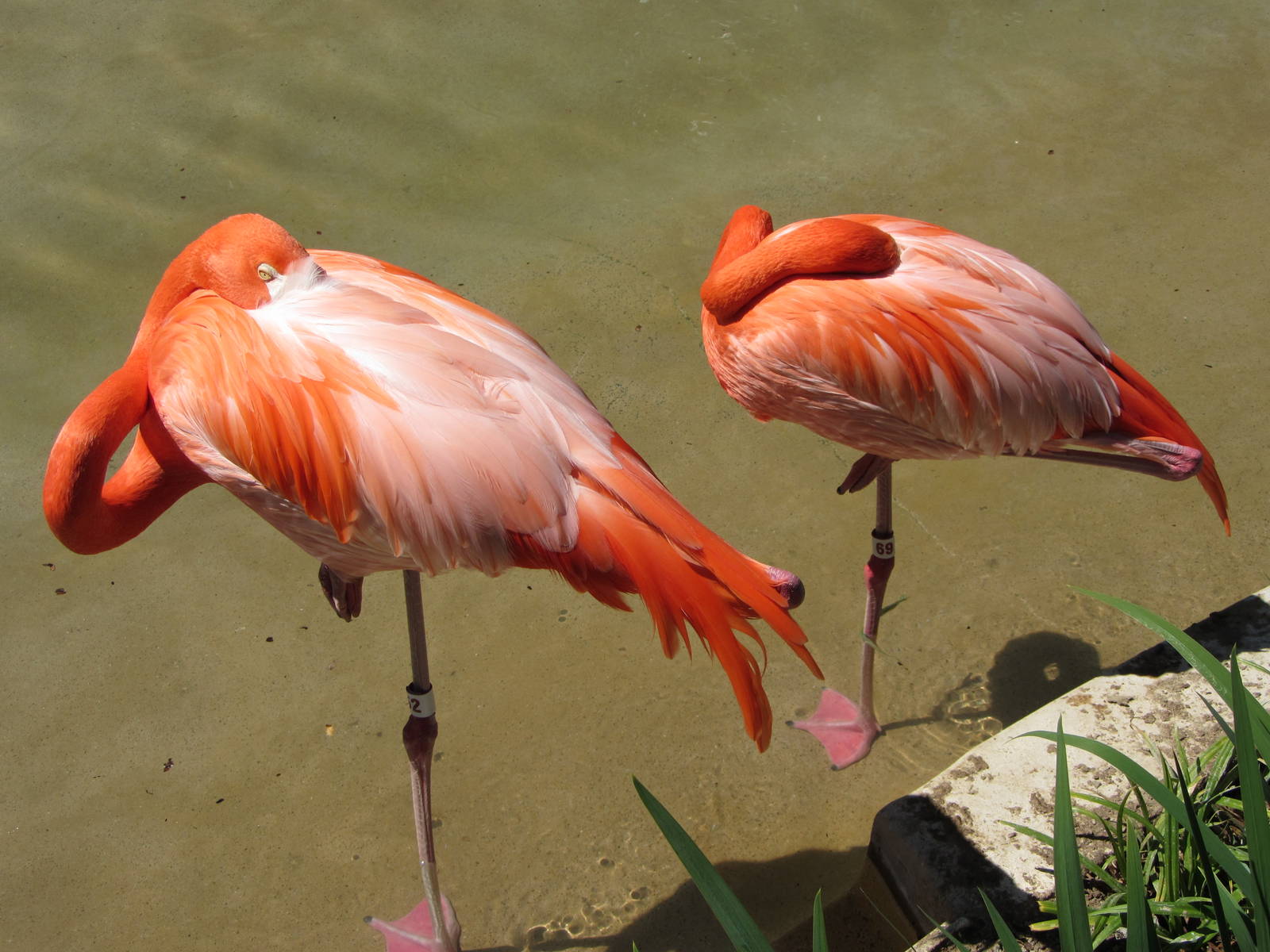 American Flamingos