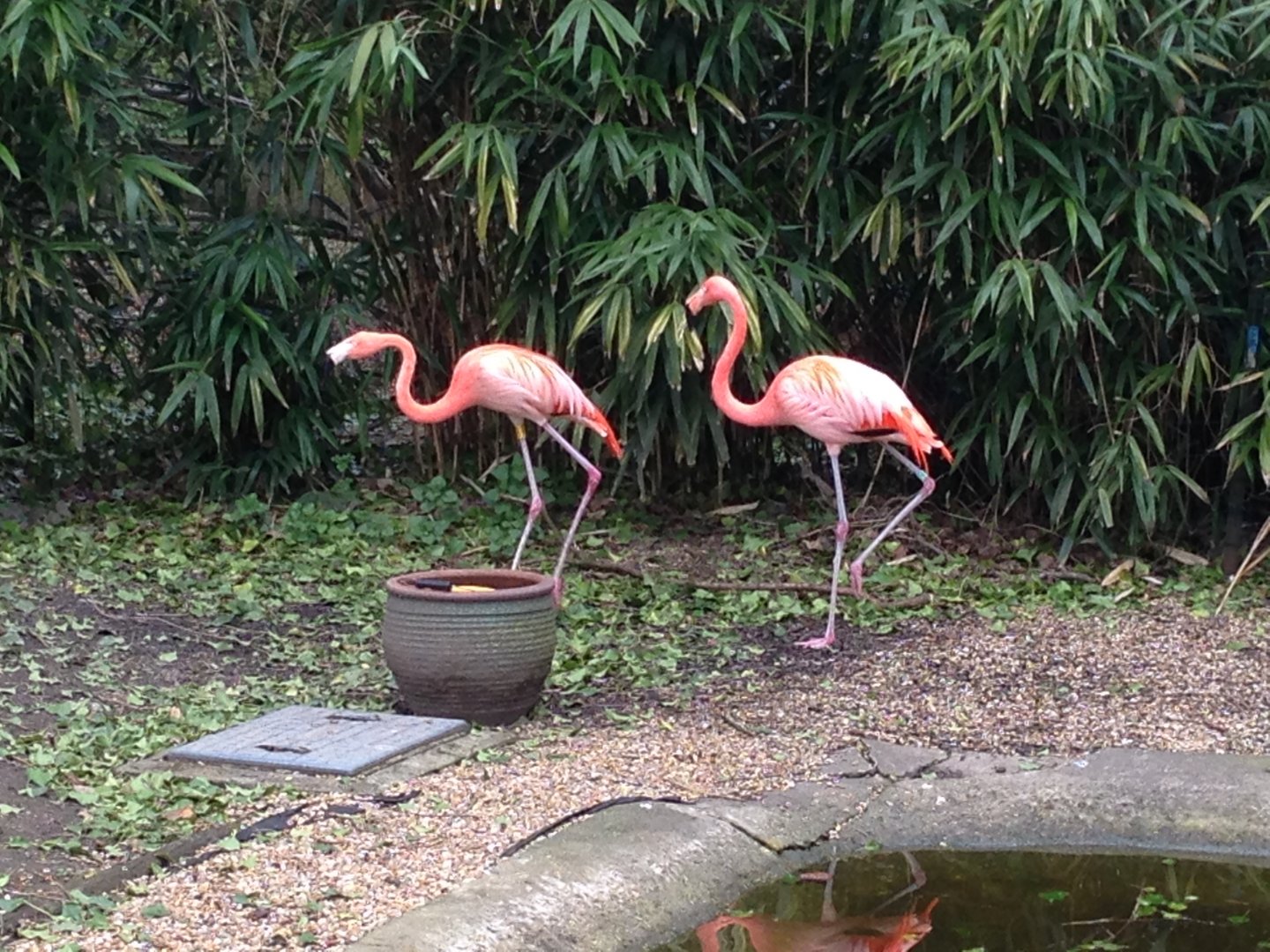 American Flamingos??