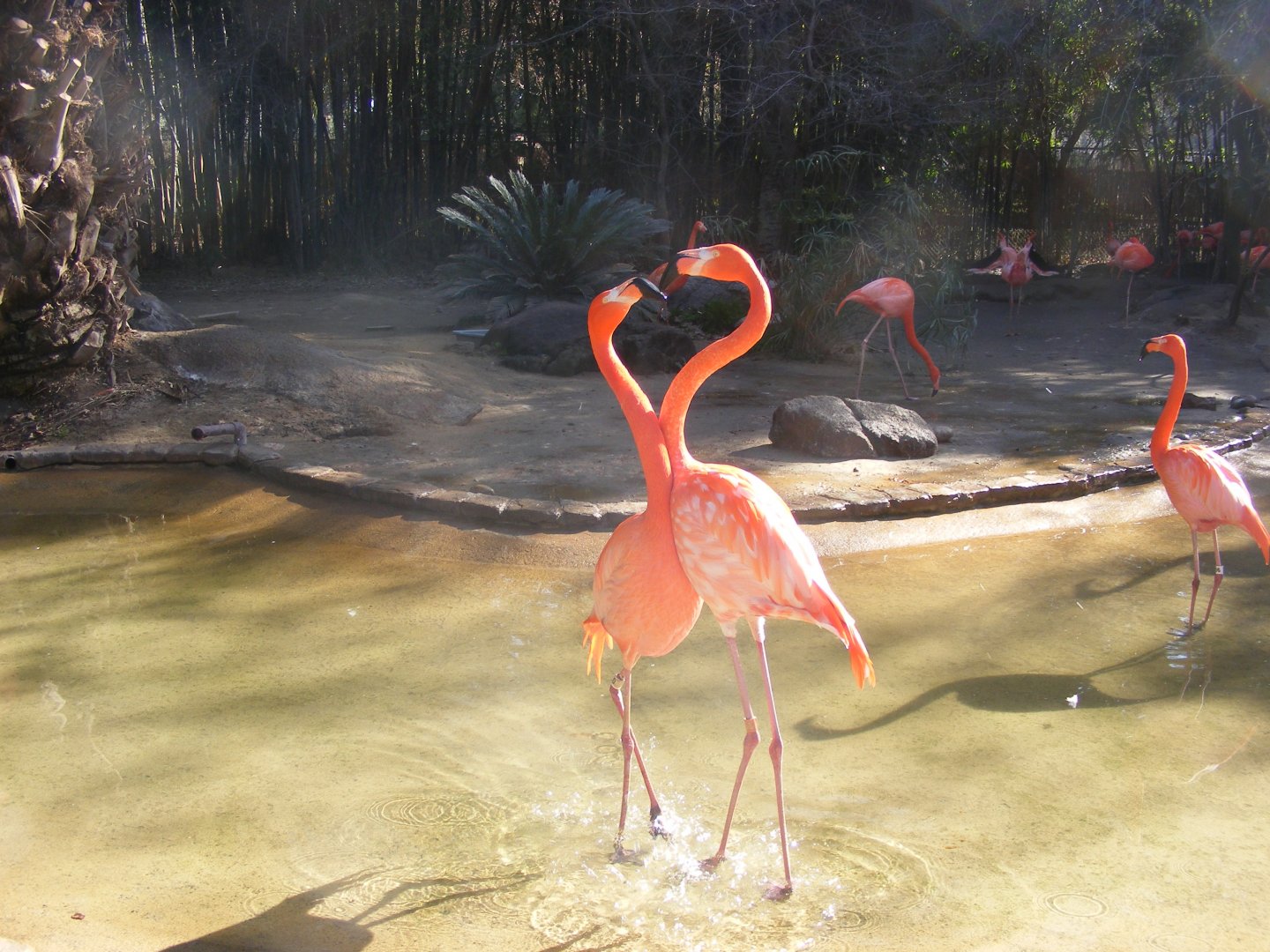 American Flamingos