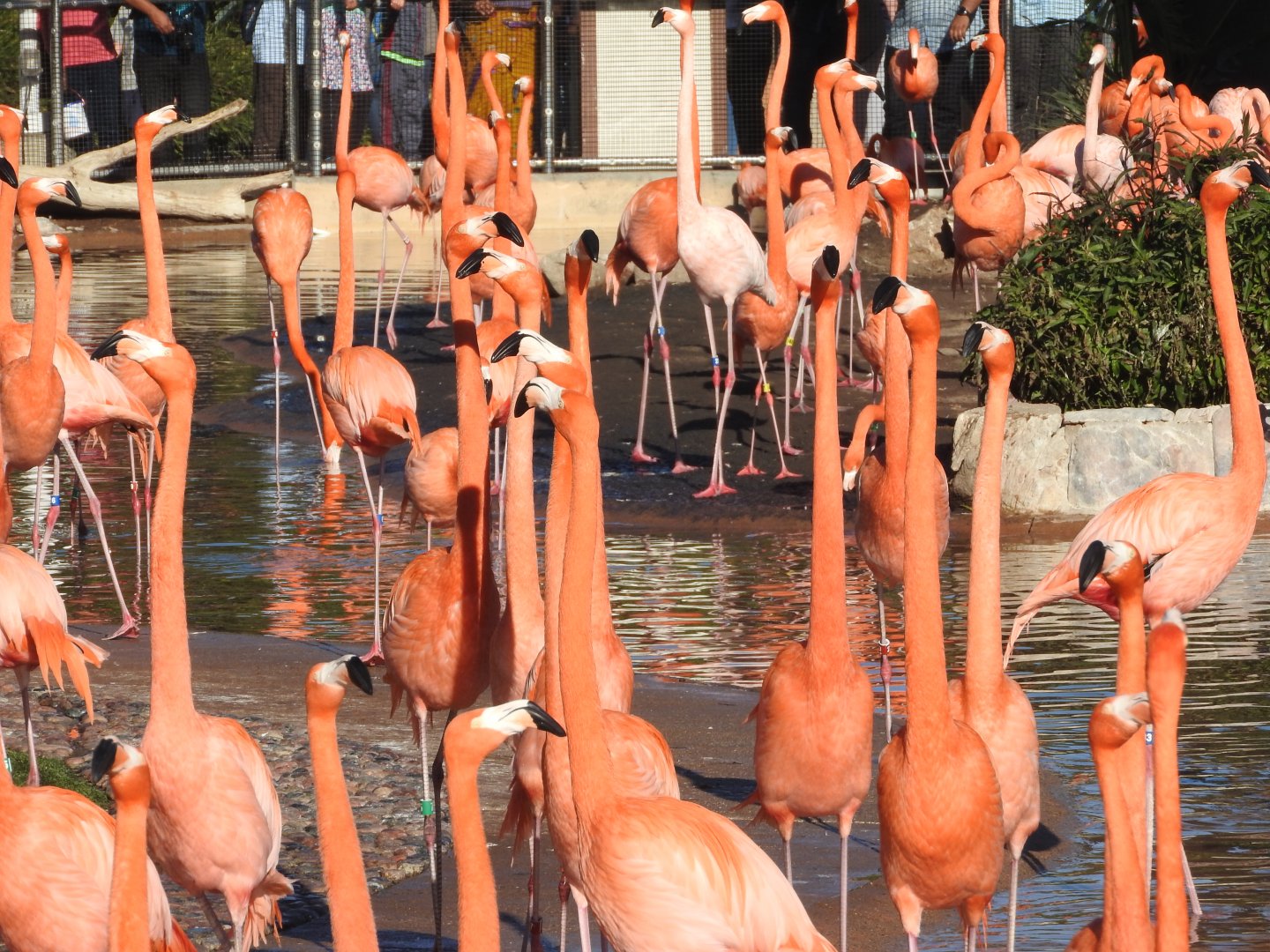 American Flamingos
