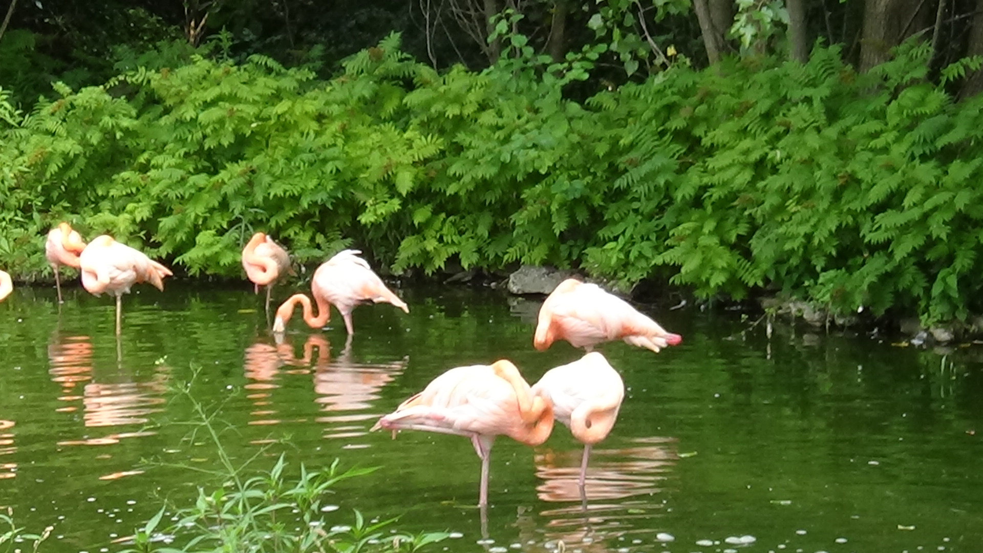 American flamingos
