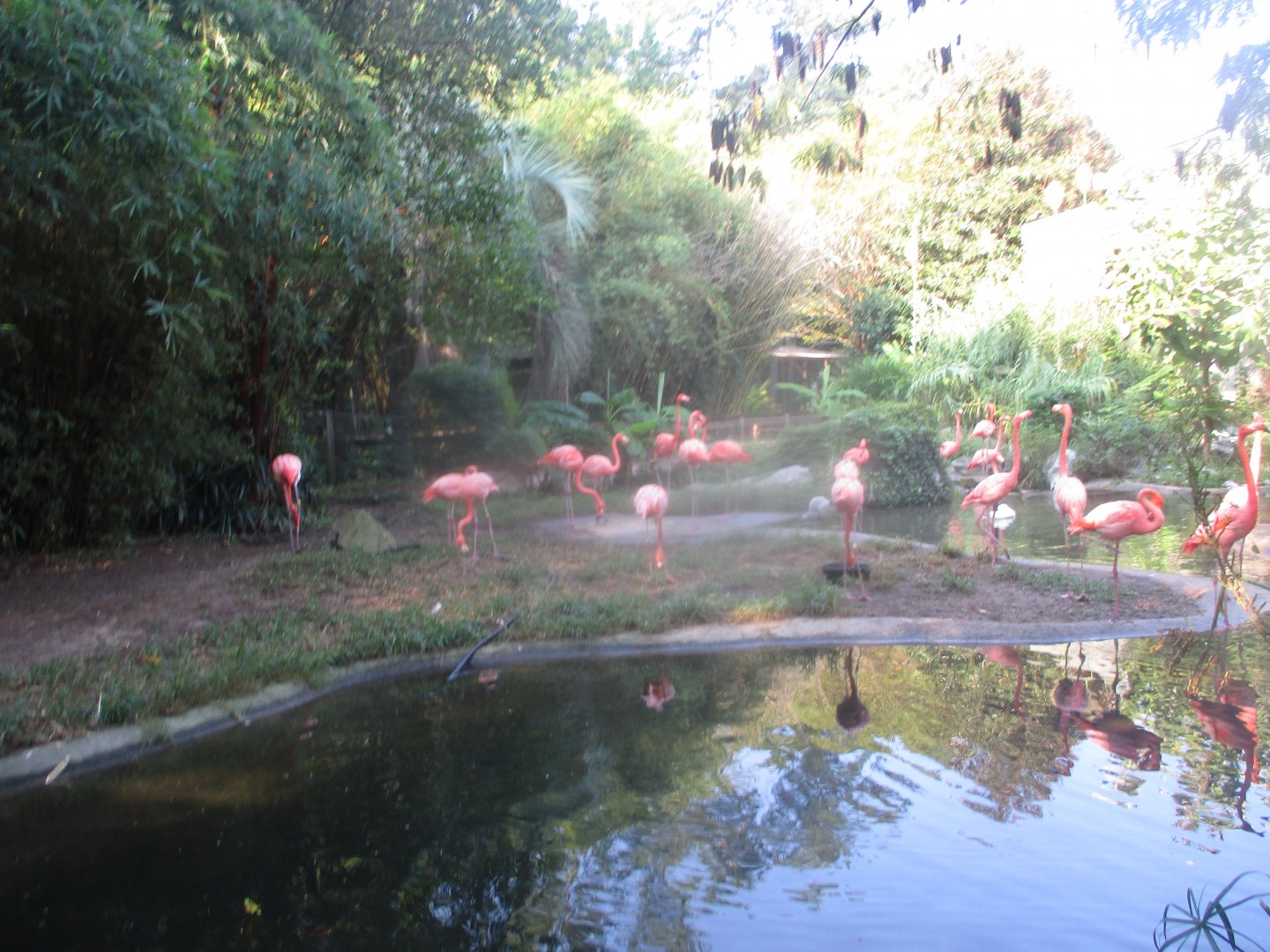 American flamingos