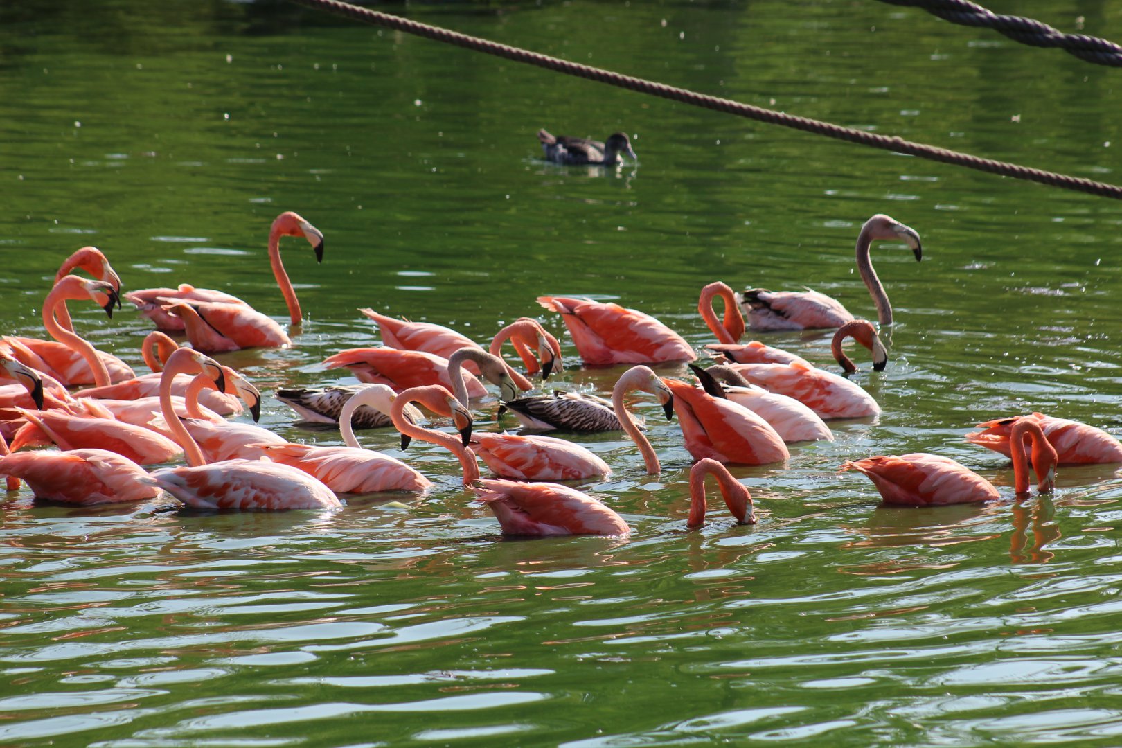 American Flamingos