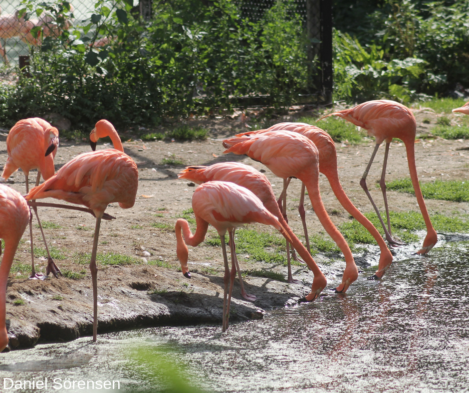 American flamingos