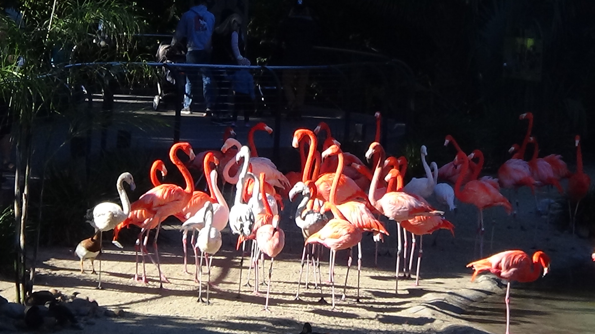 American flamingos