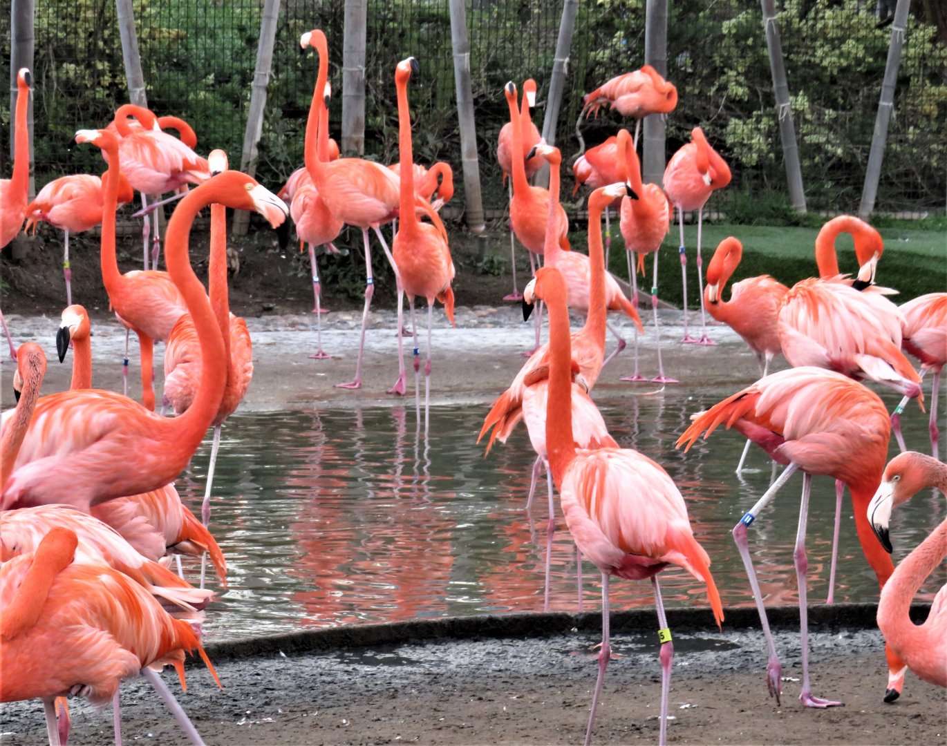 American flamingos