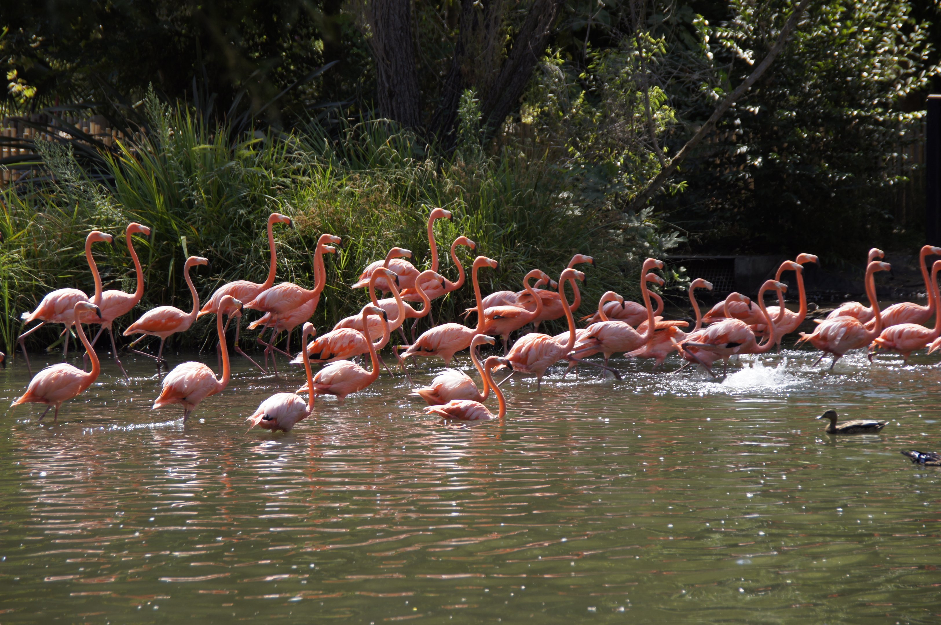 American Flamingos