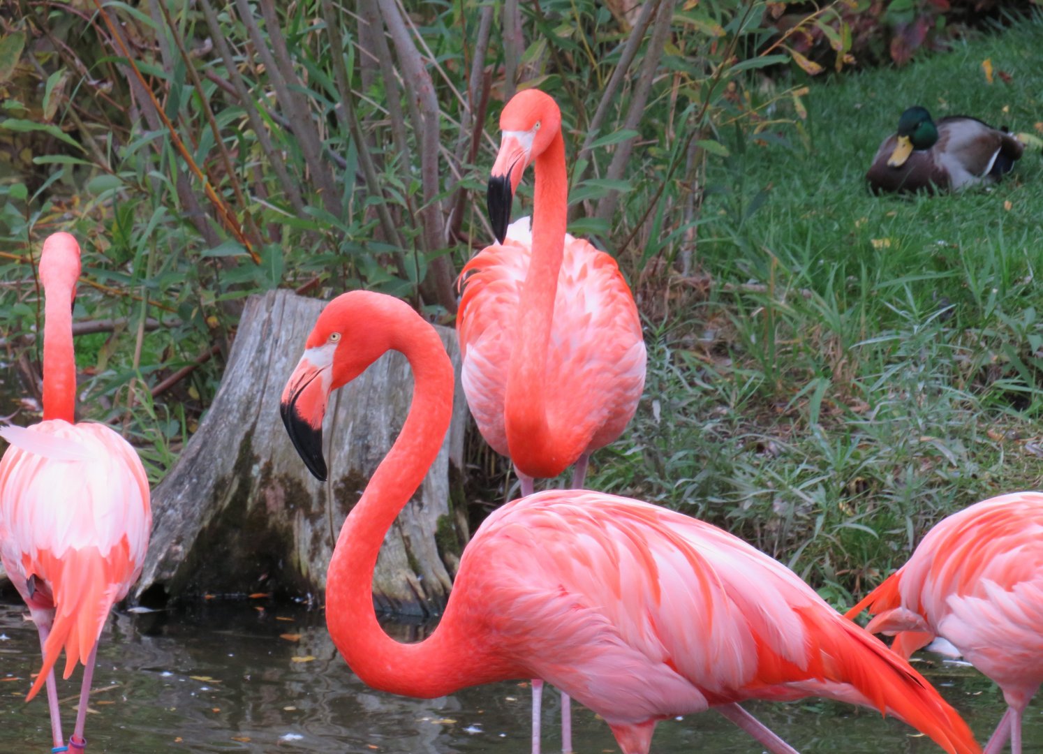American flamingos