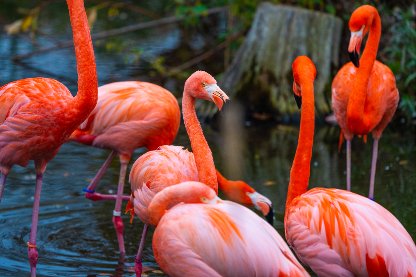 American Flamingos