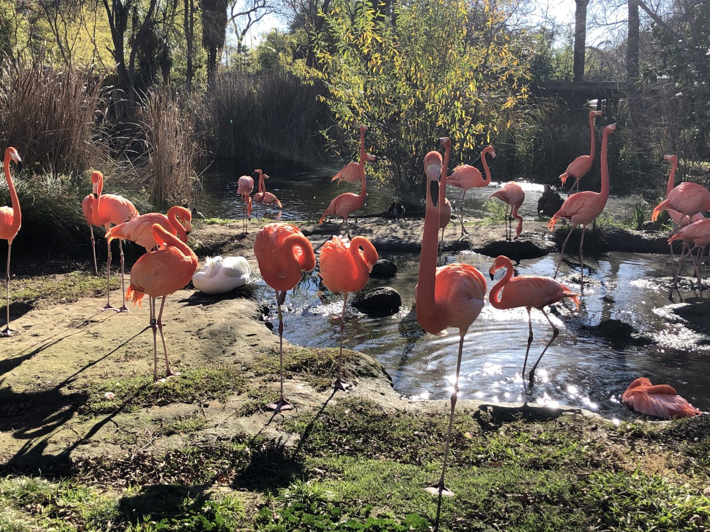 American flamingos
