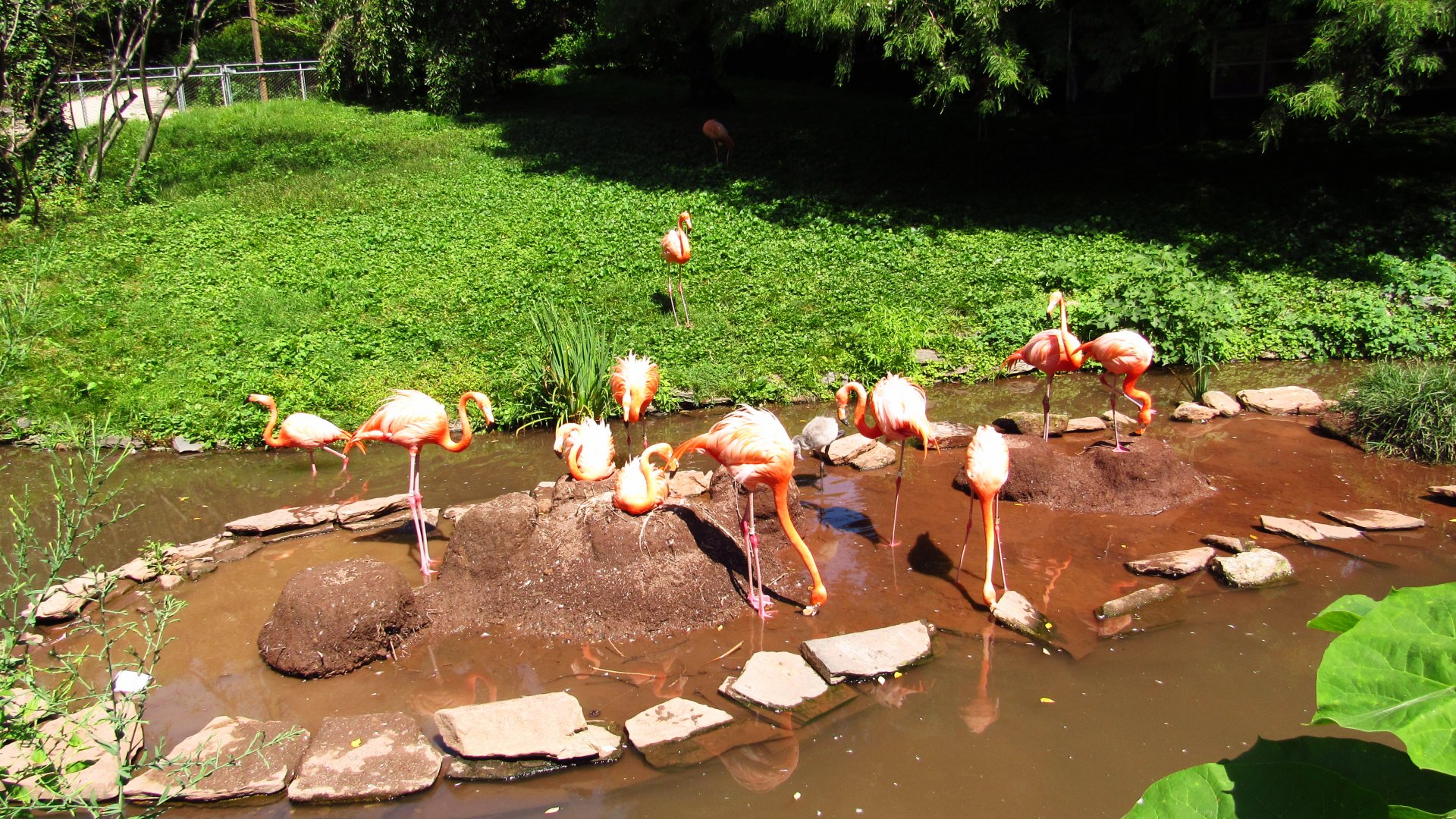 American Flamingos