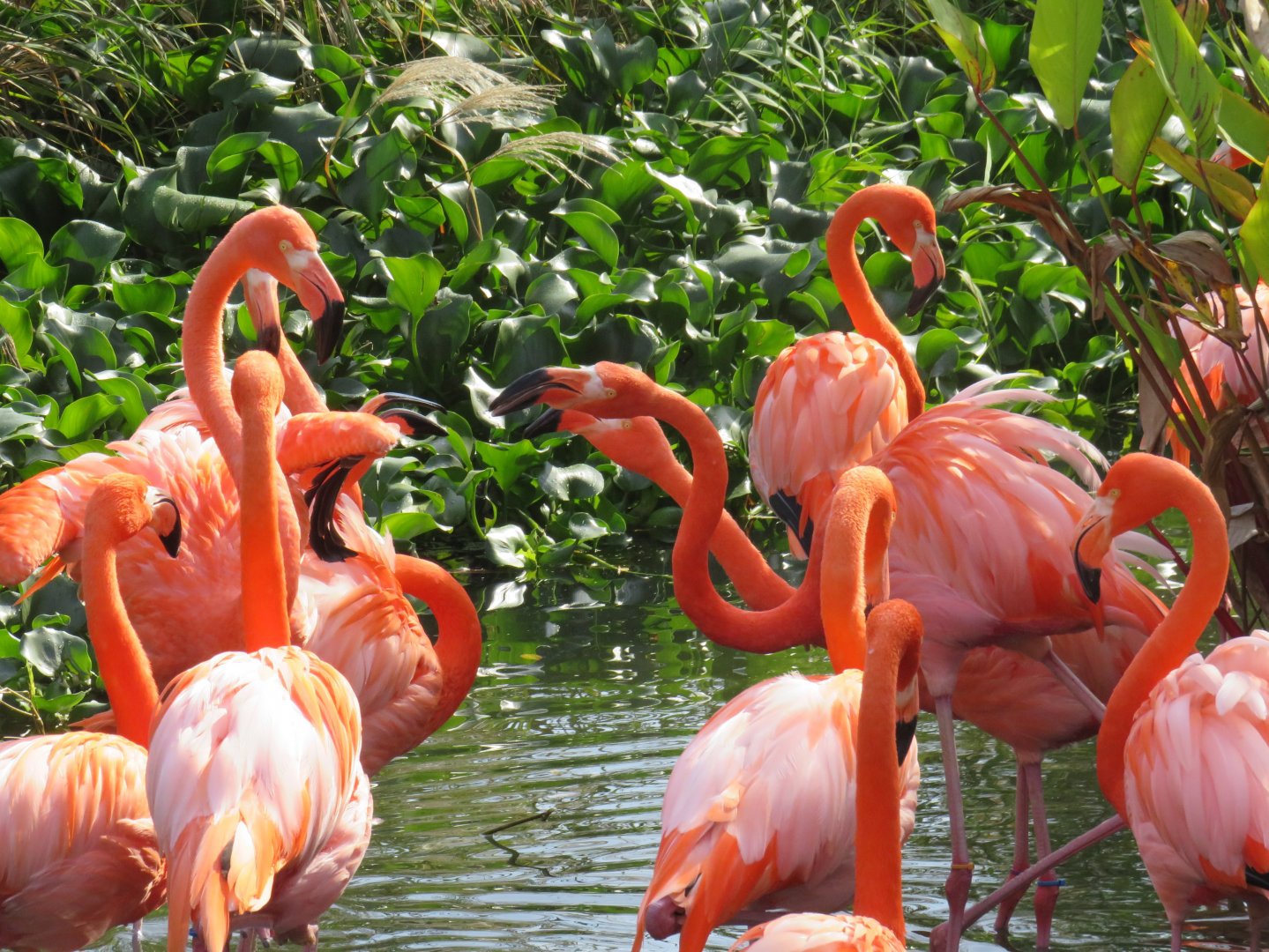 American flamingos