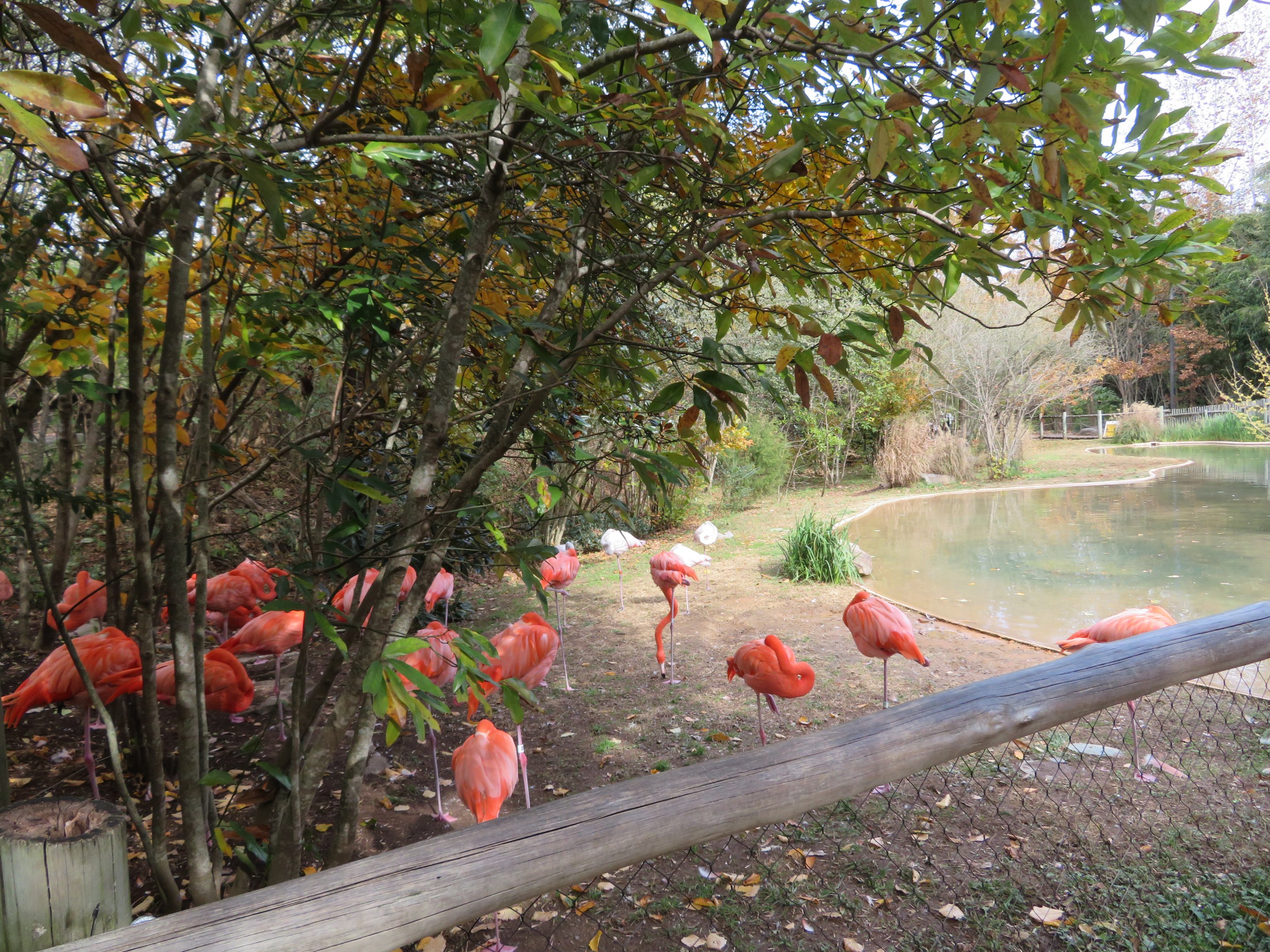 American Flamingos