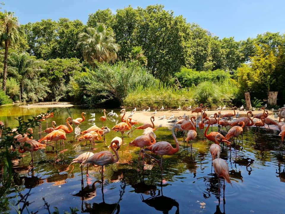 American Flamingos