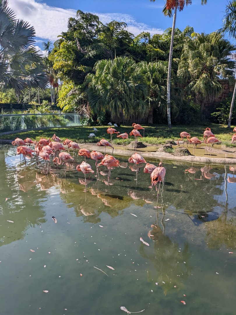 American flamingos