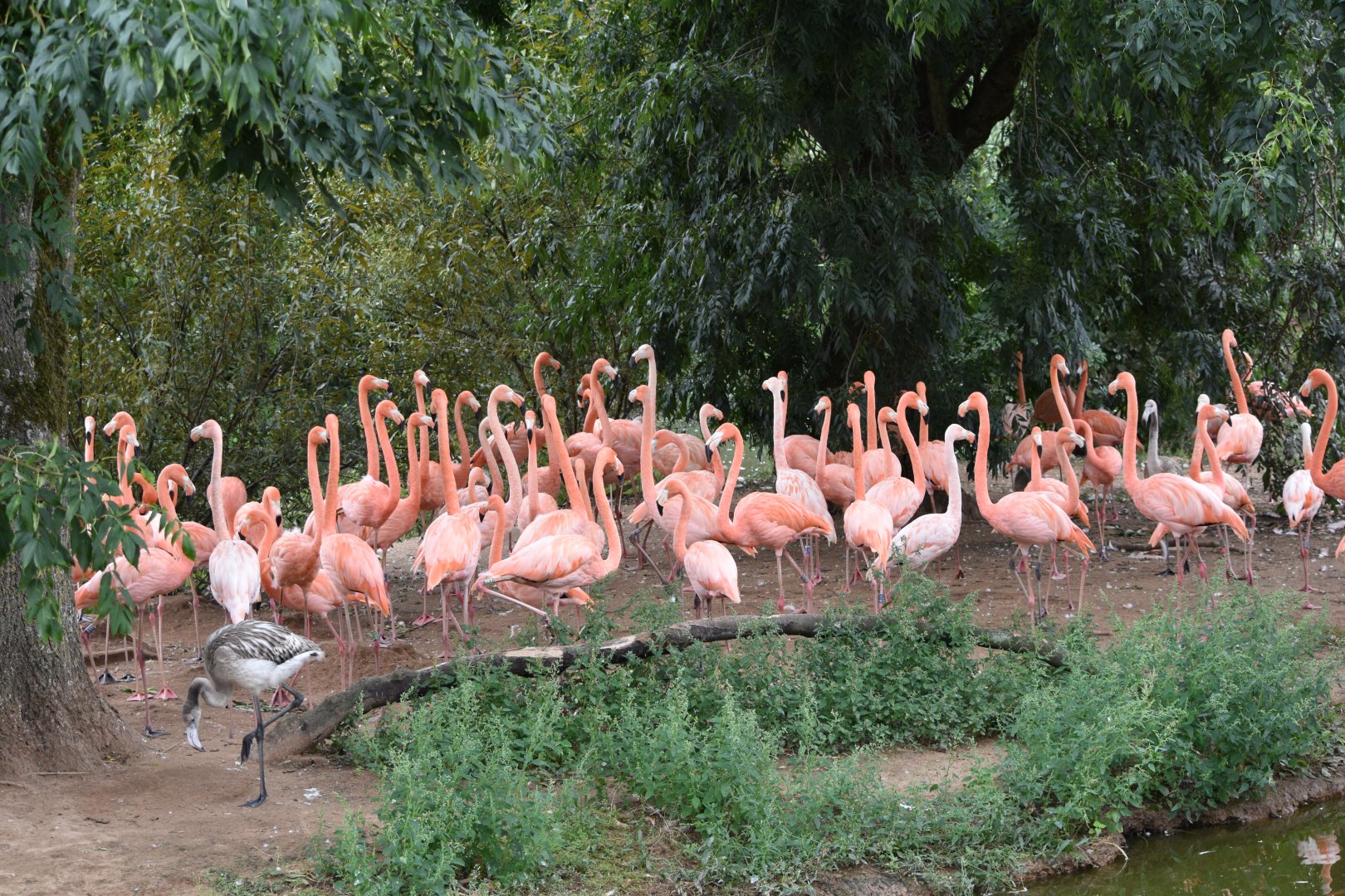 American flamingos