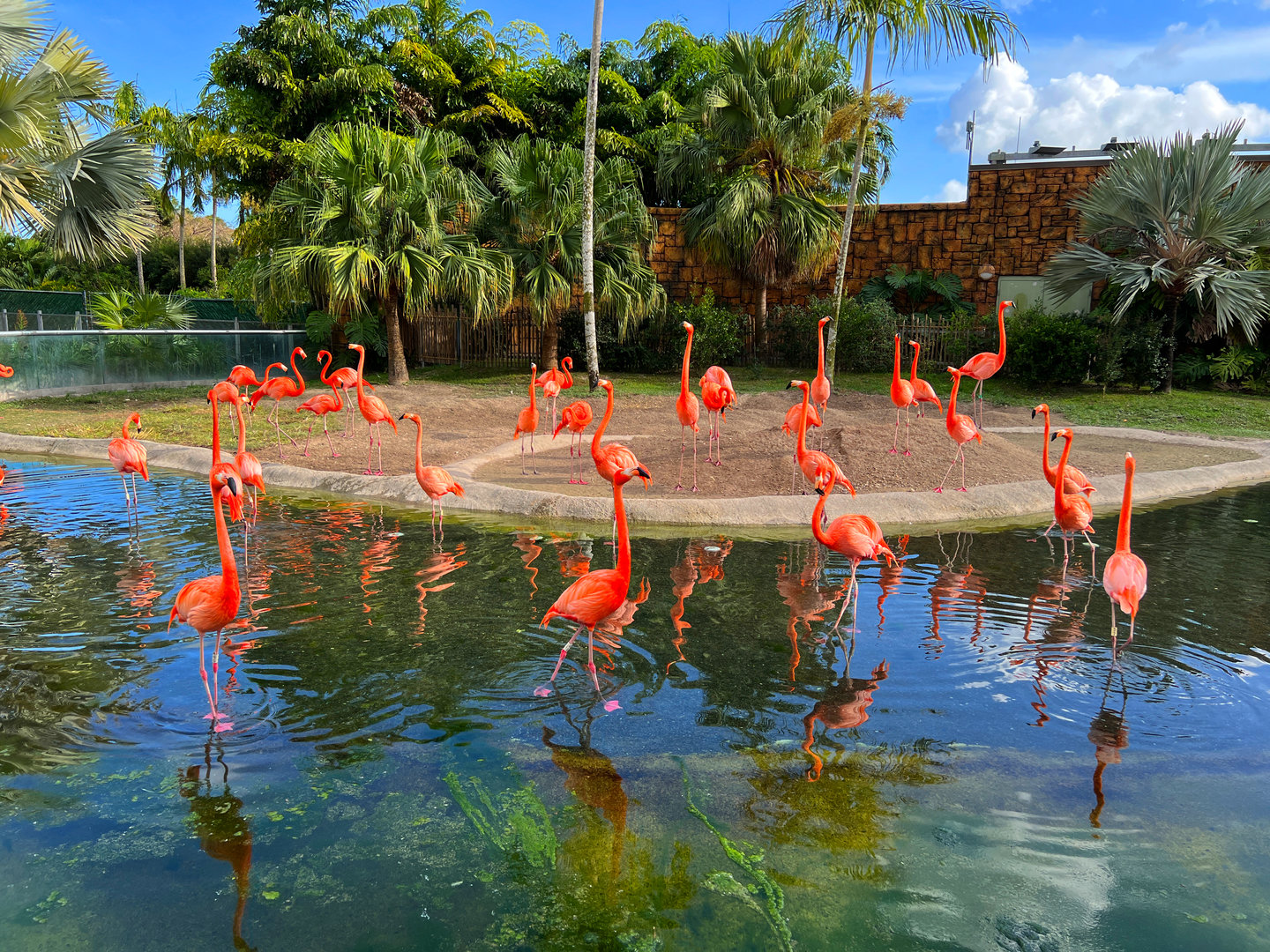 American Flamingos