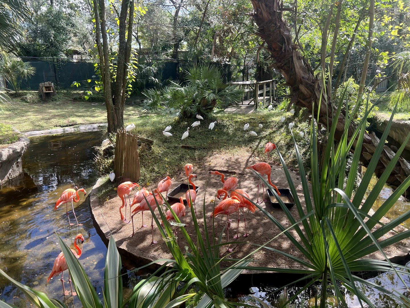 American Flamingos