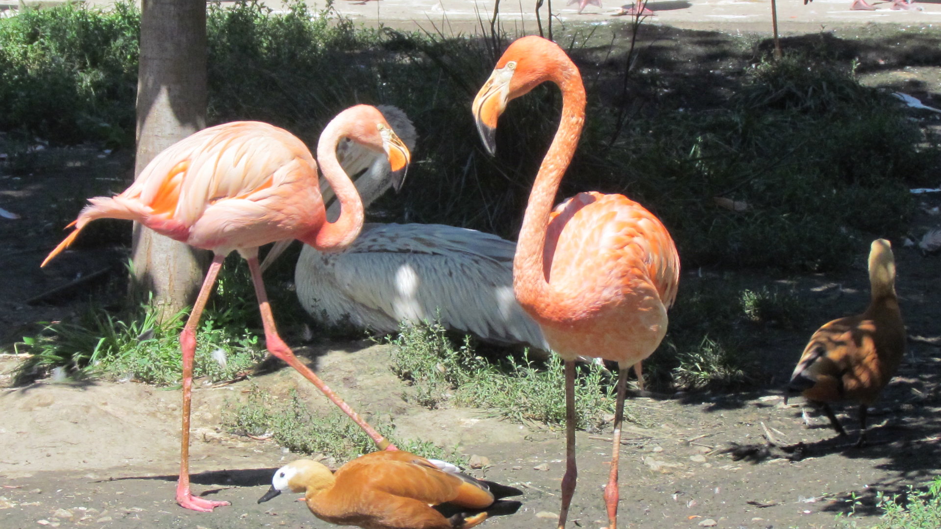 American Flamingos