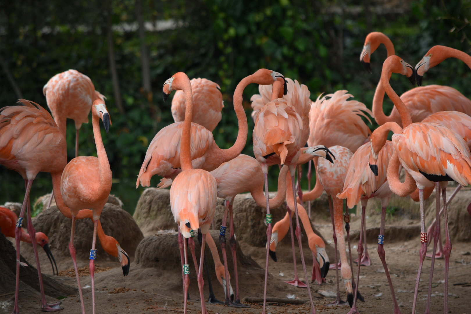American Flamingos