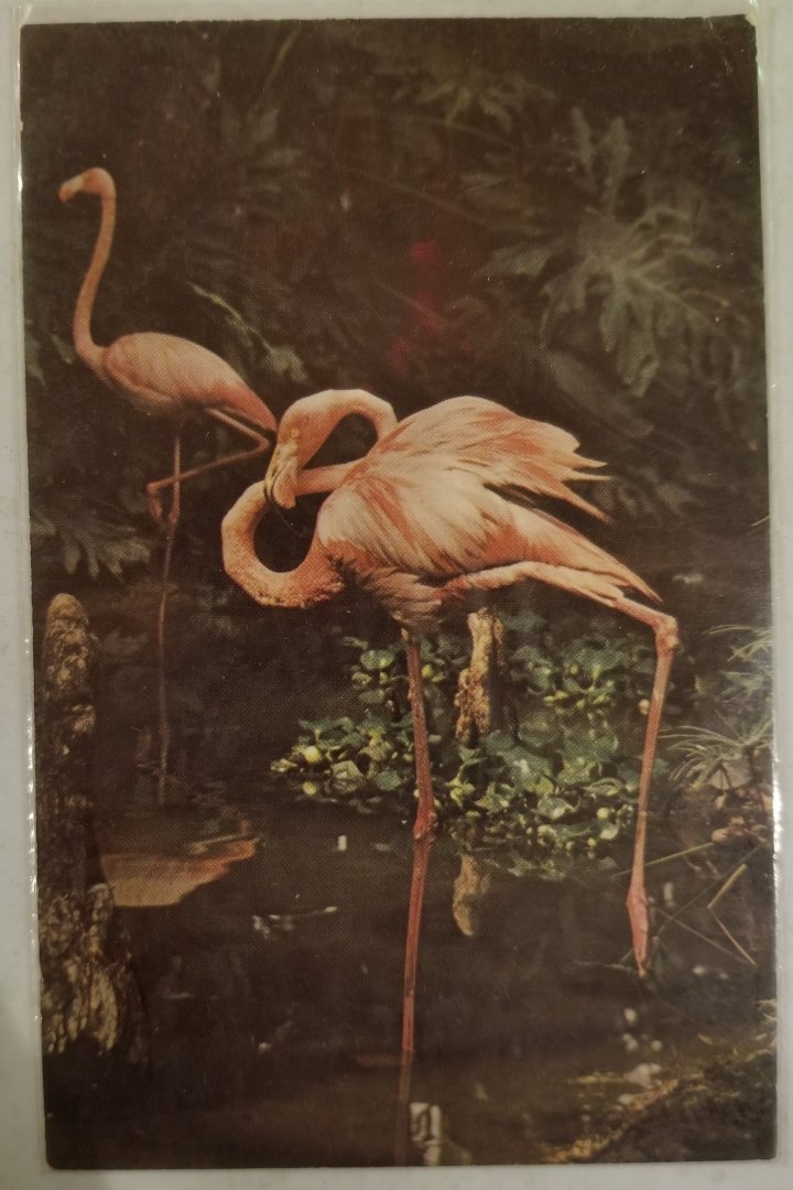 American flamingos