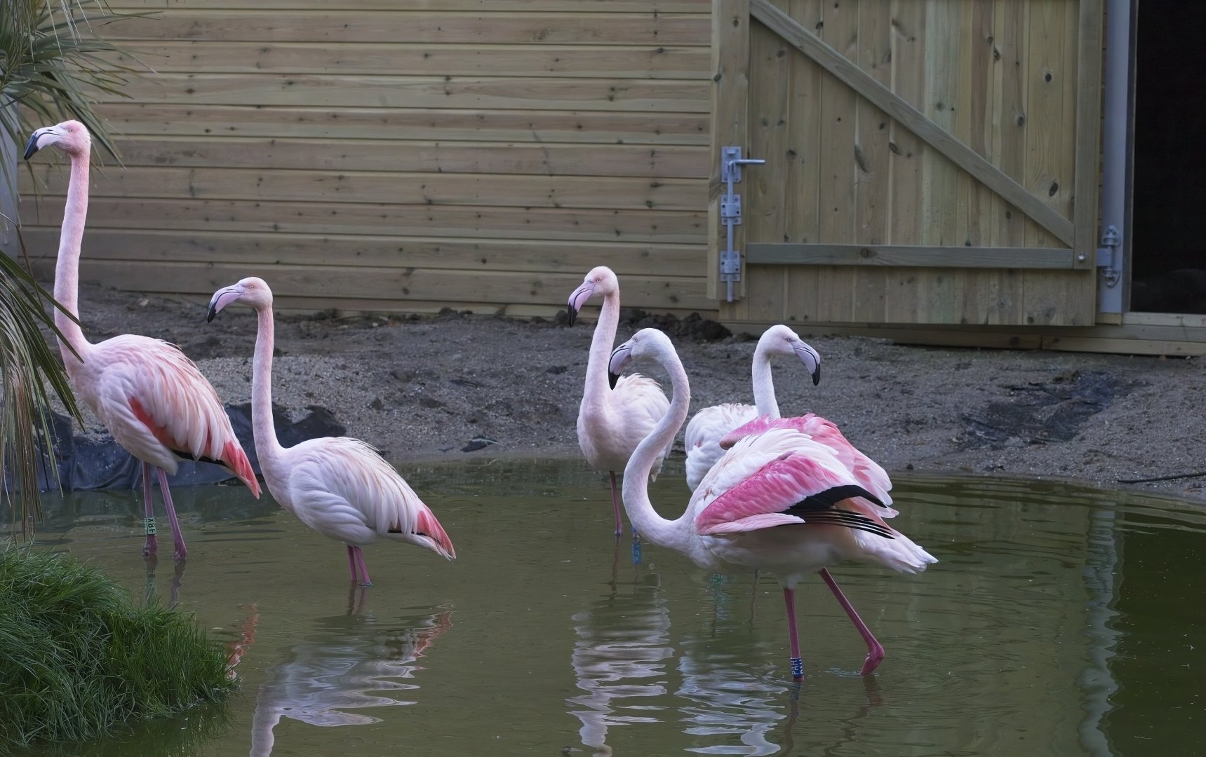 American Flamingos