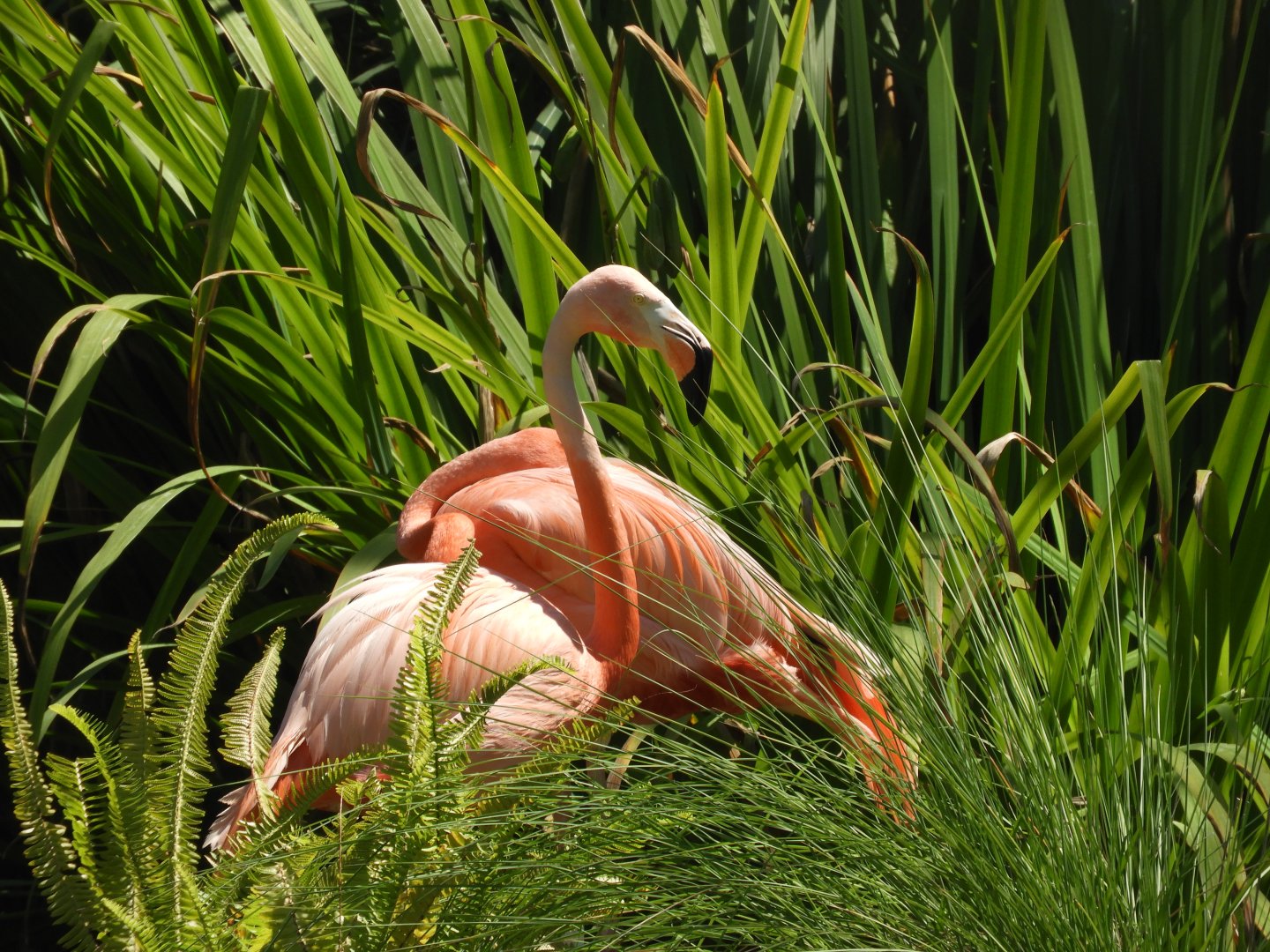 American flamingos