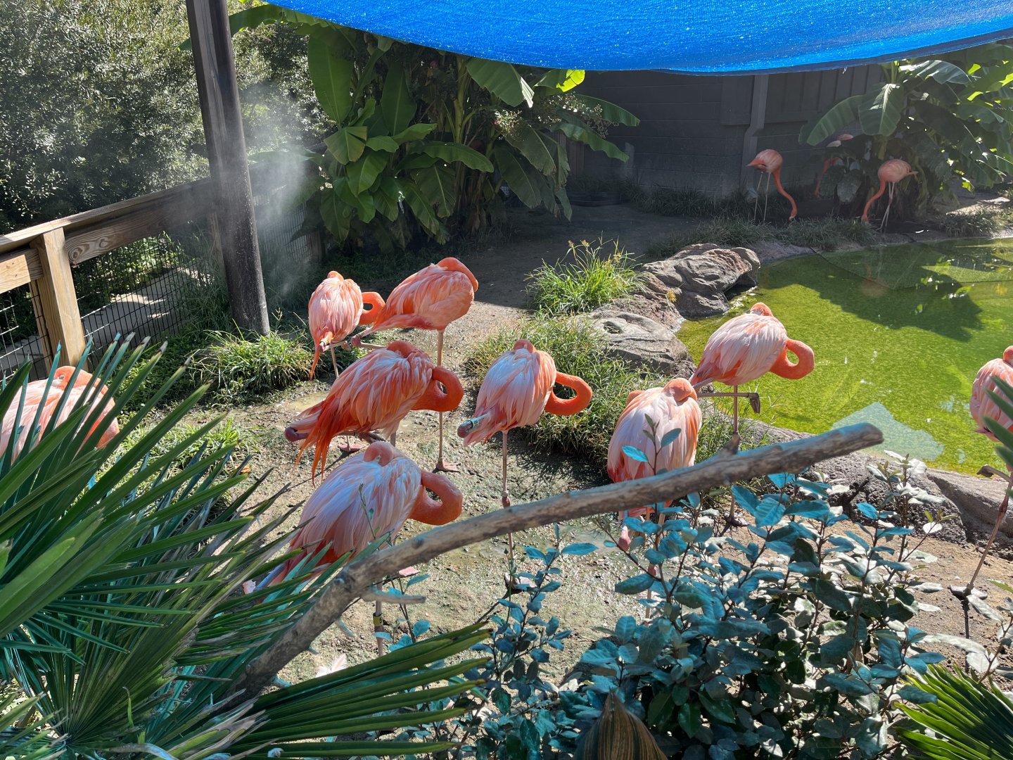 American Flamingos