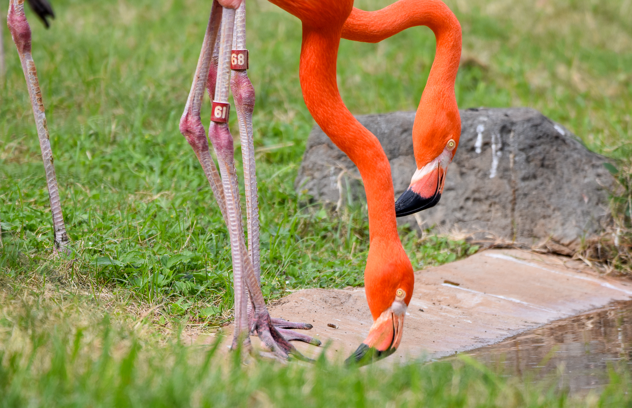 American Flamingos