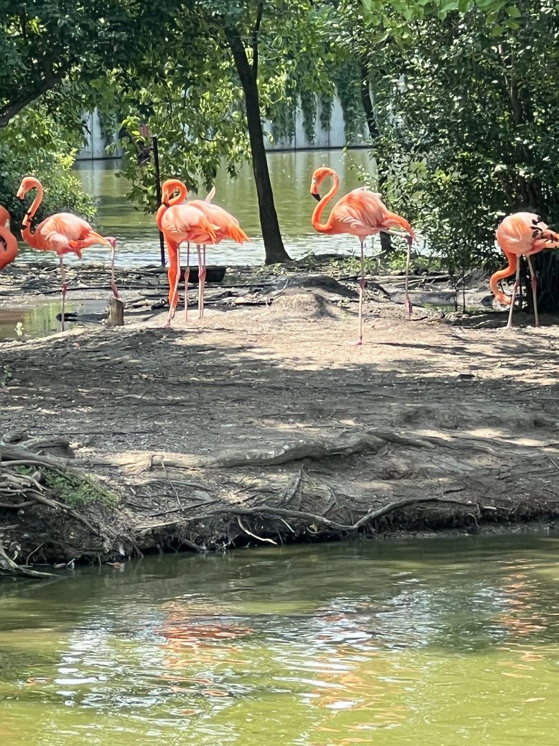 American Flamingos