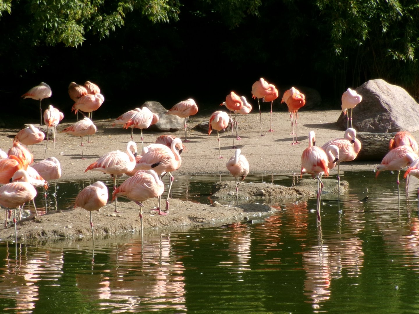 American Flamingos