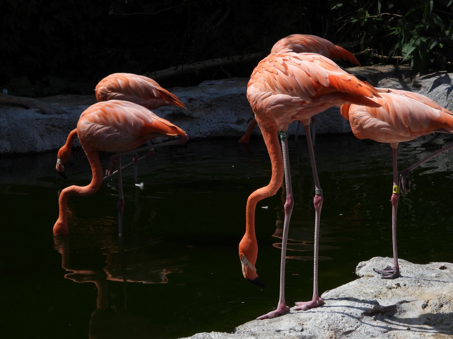 American flamingos