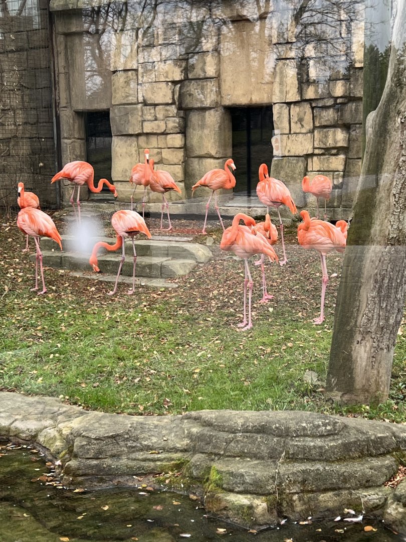 American Flamingos