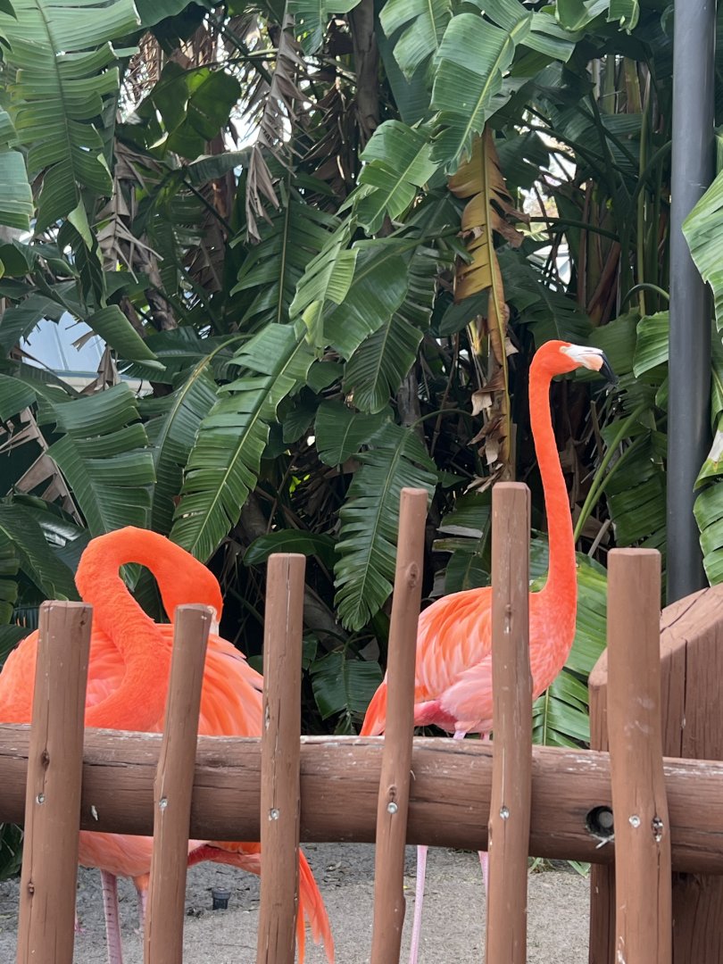 American Flamingos