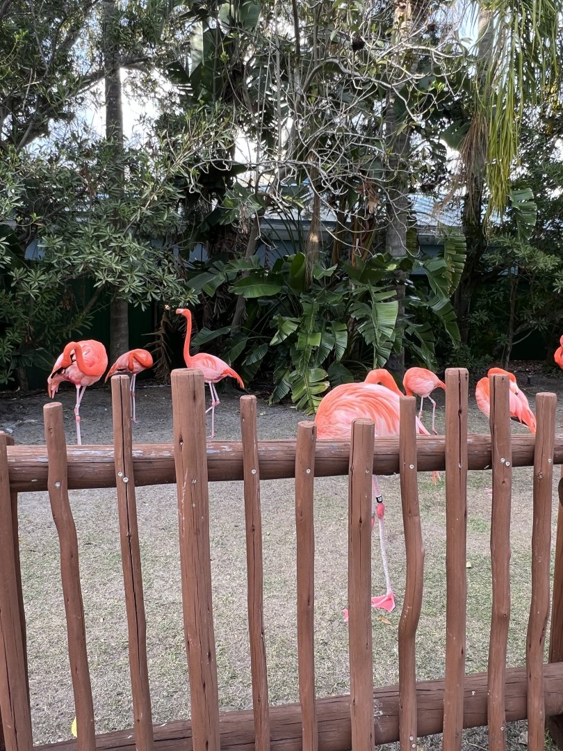 American Flamingos