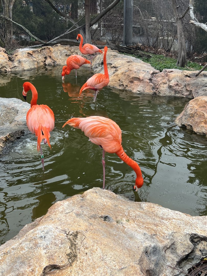 American Flamingos