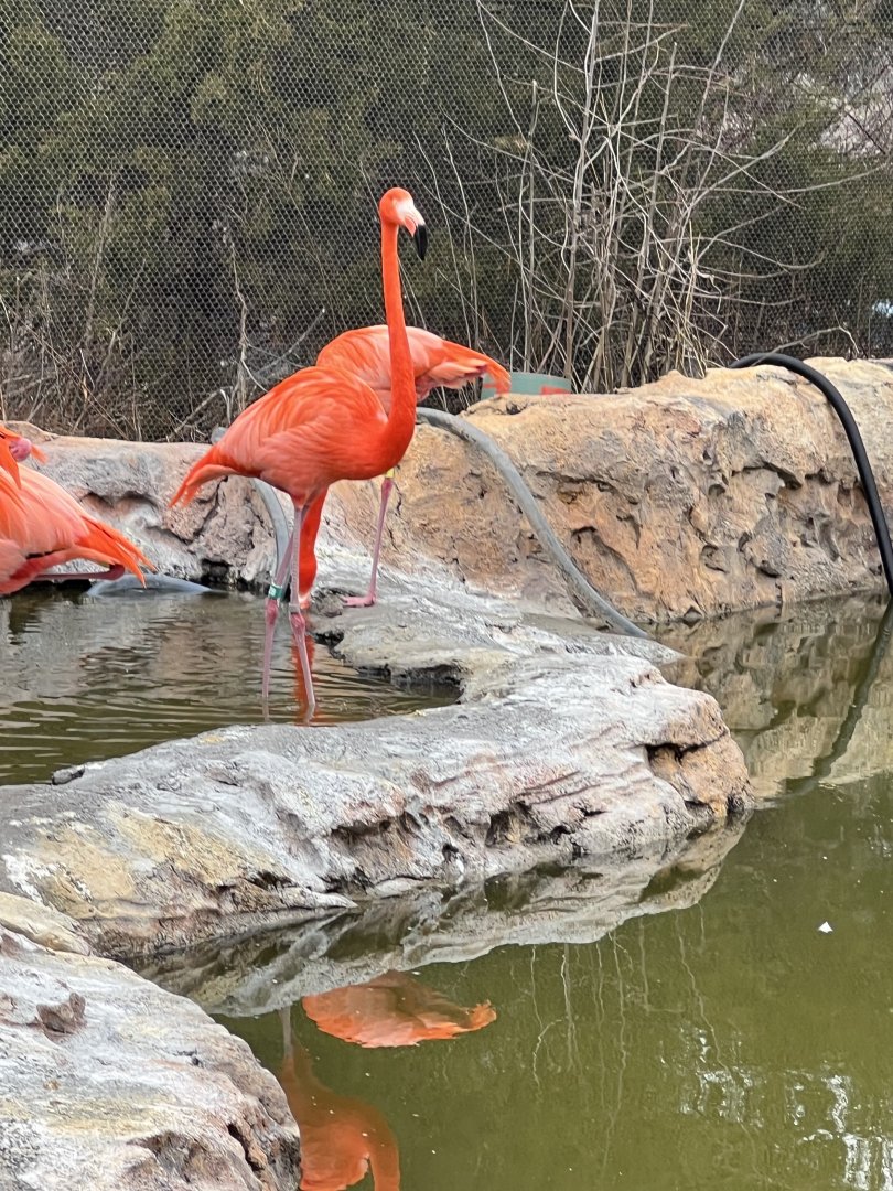 American Flamingos