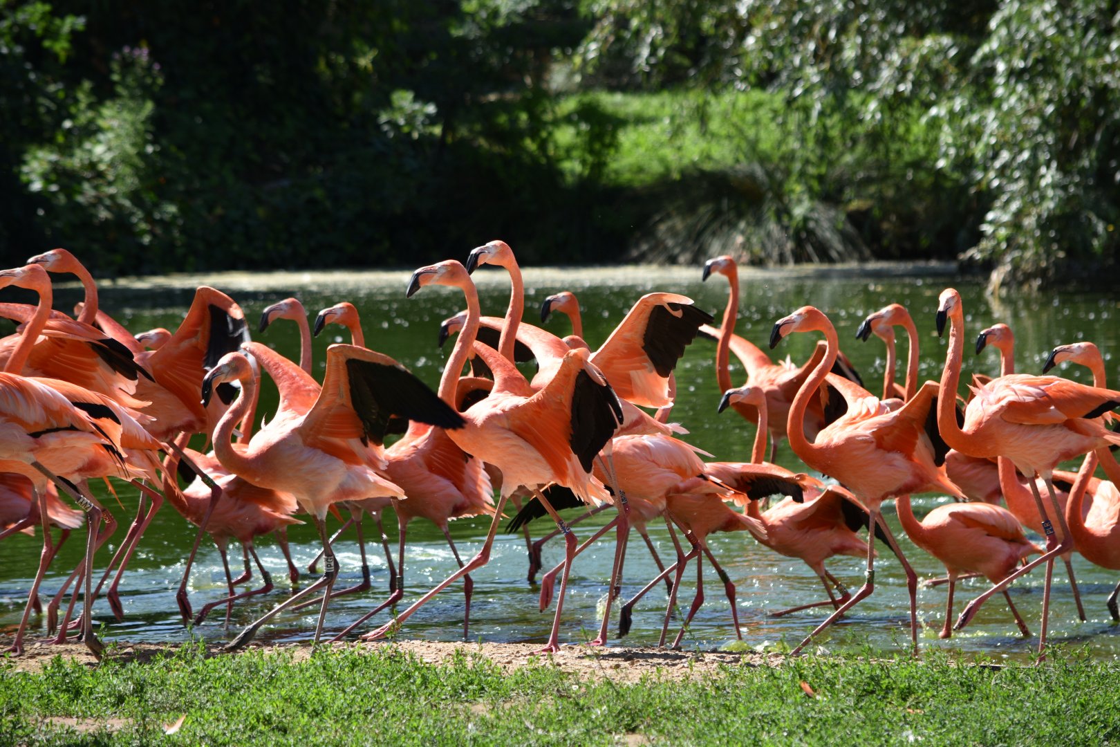 American flamingos