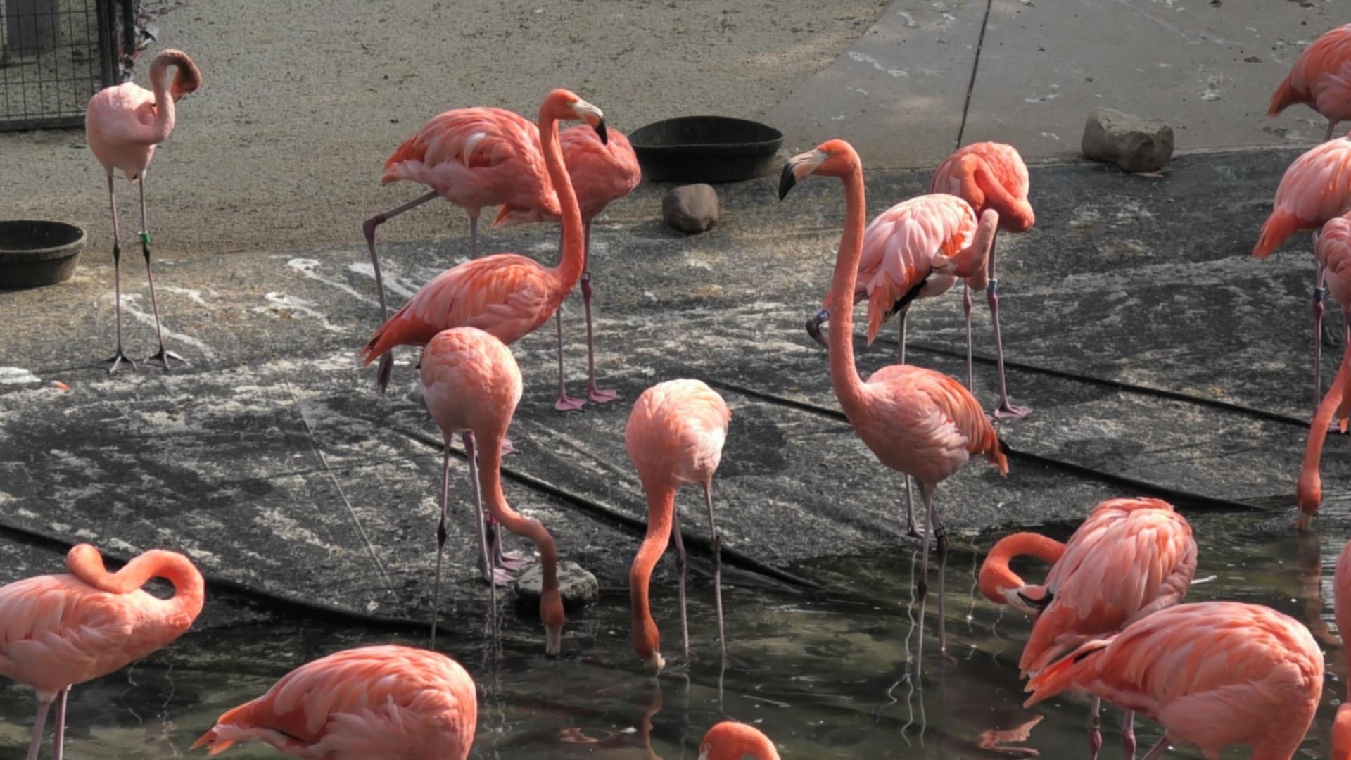 American flamingos