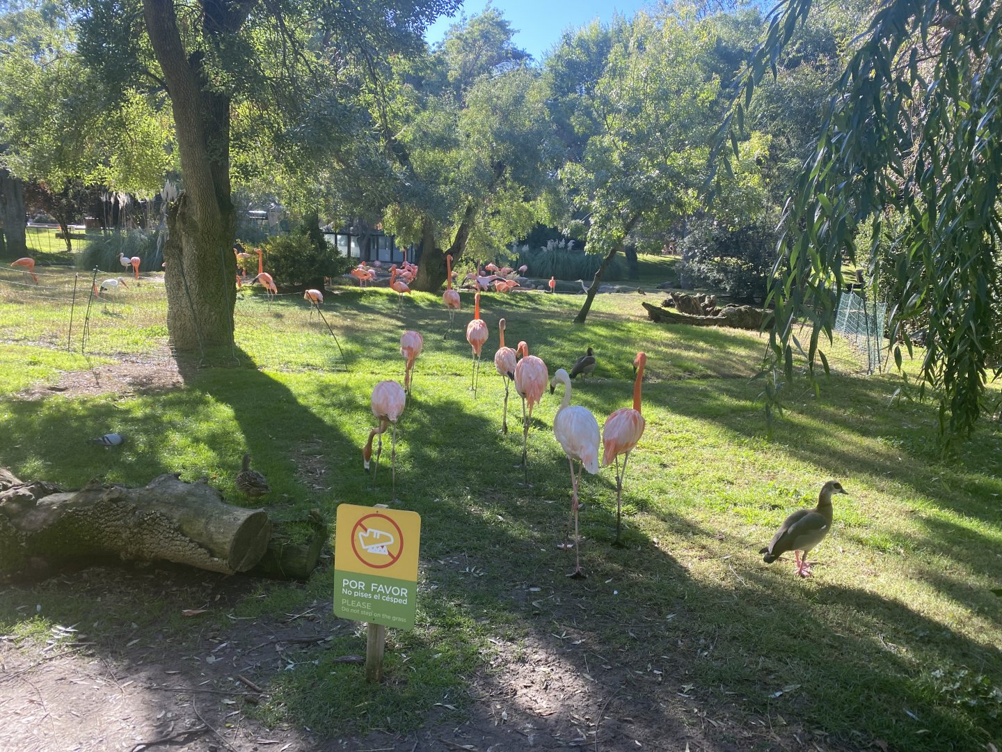 American flamingos