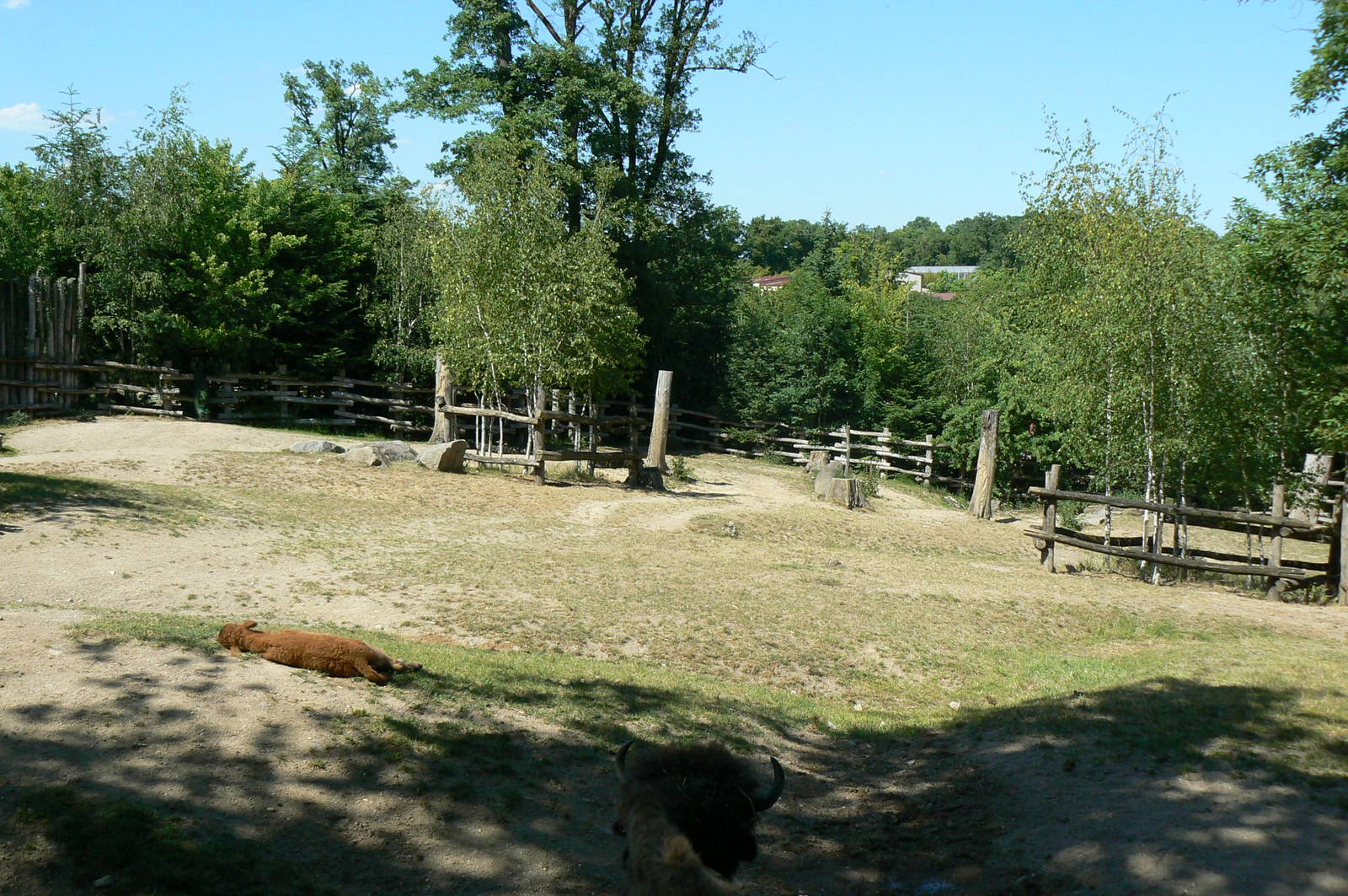 American forest and fort Cheyenne - American bisons exhibit