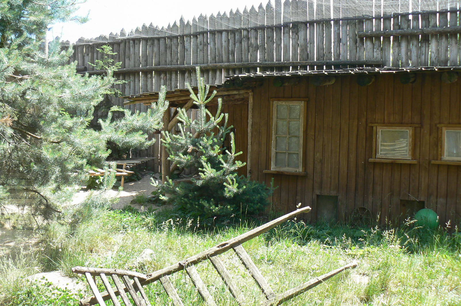 American forest and fort cheyenne - Eurasian lynx exhibit