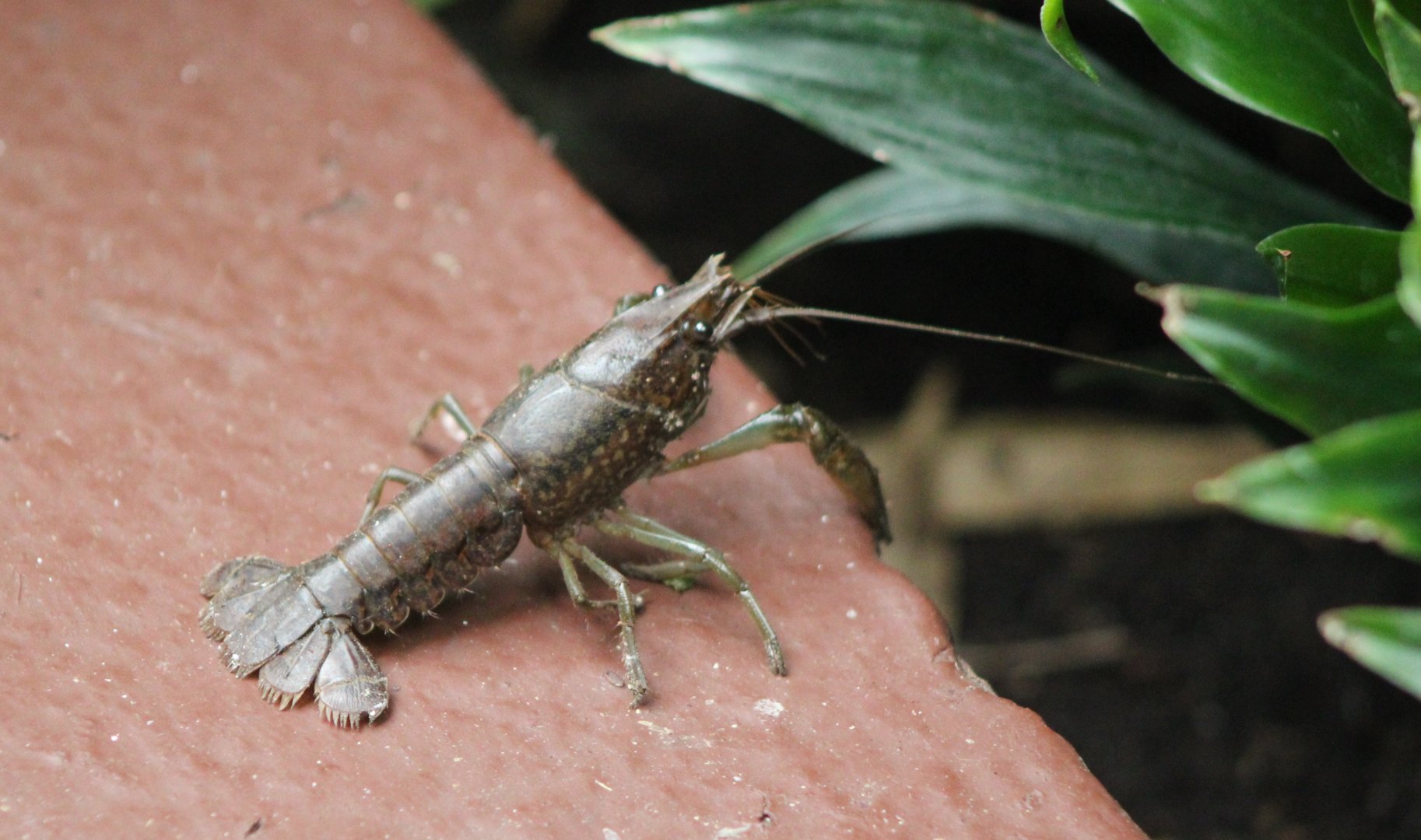 American freshwater crayfish