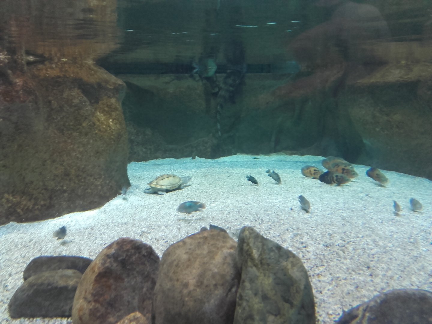 American freshwater tank