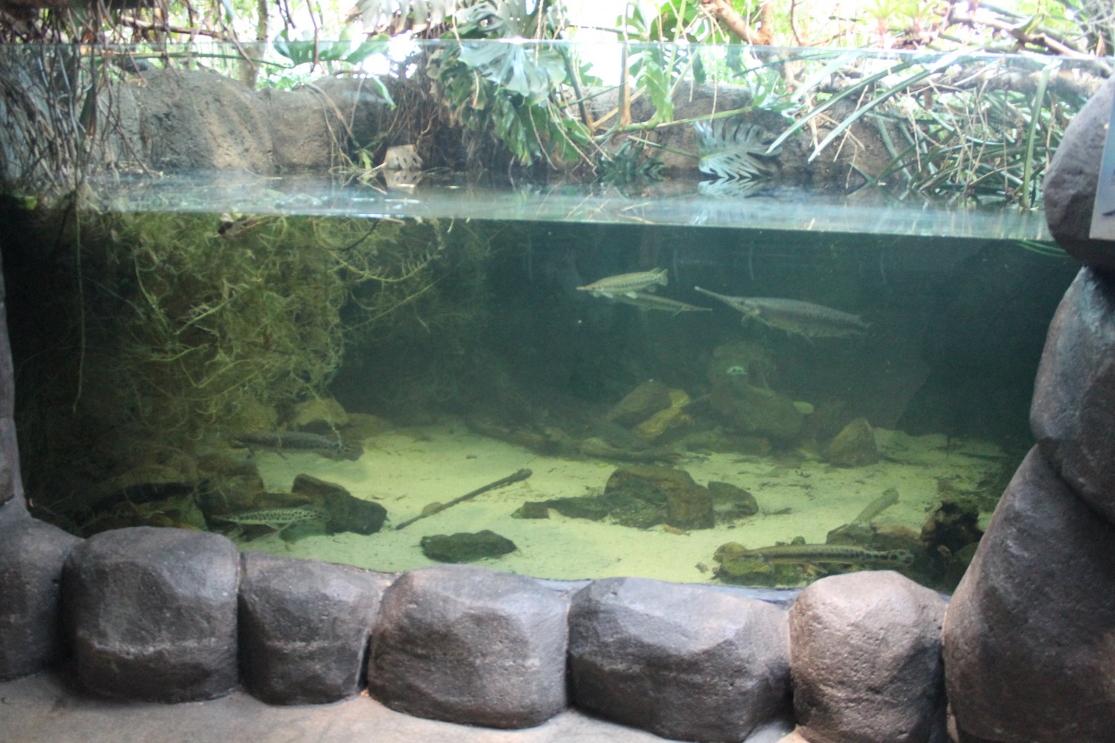American freshwater tank