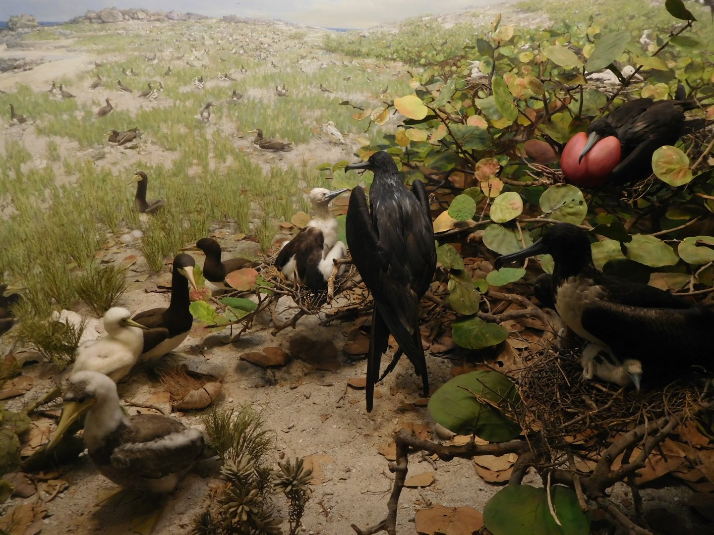 American Frigatebirds and Brown Boobies