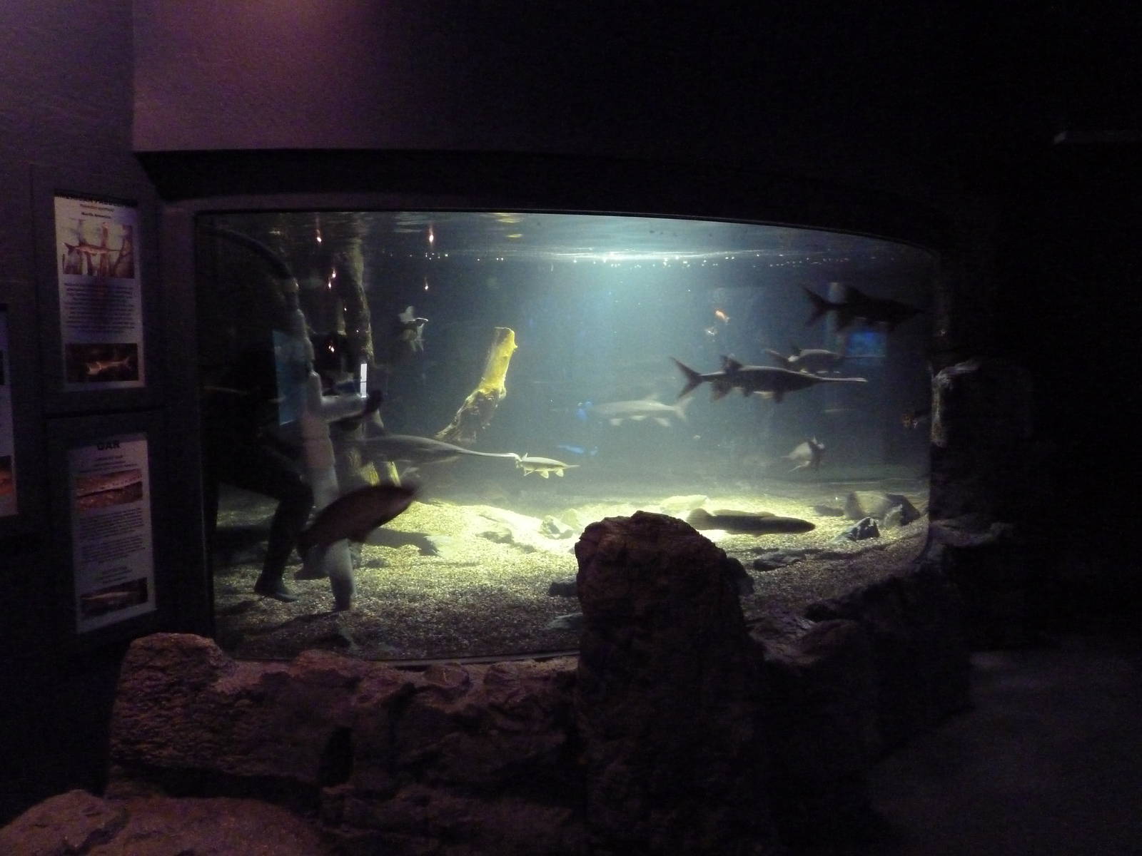 American Gamefish Exhibit