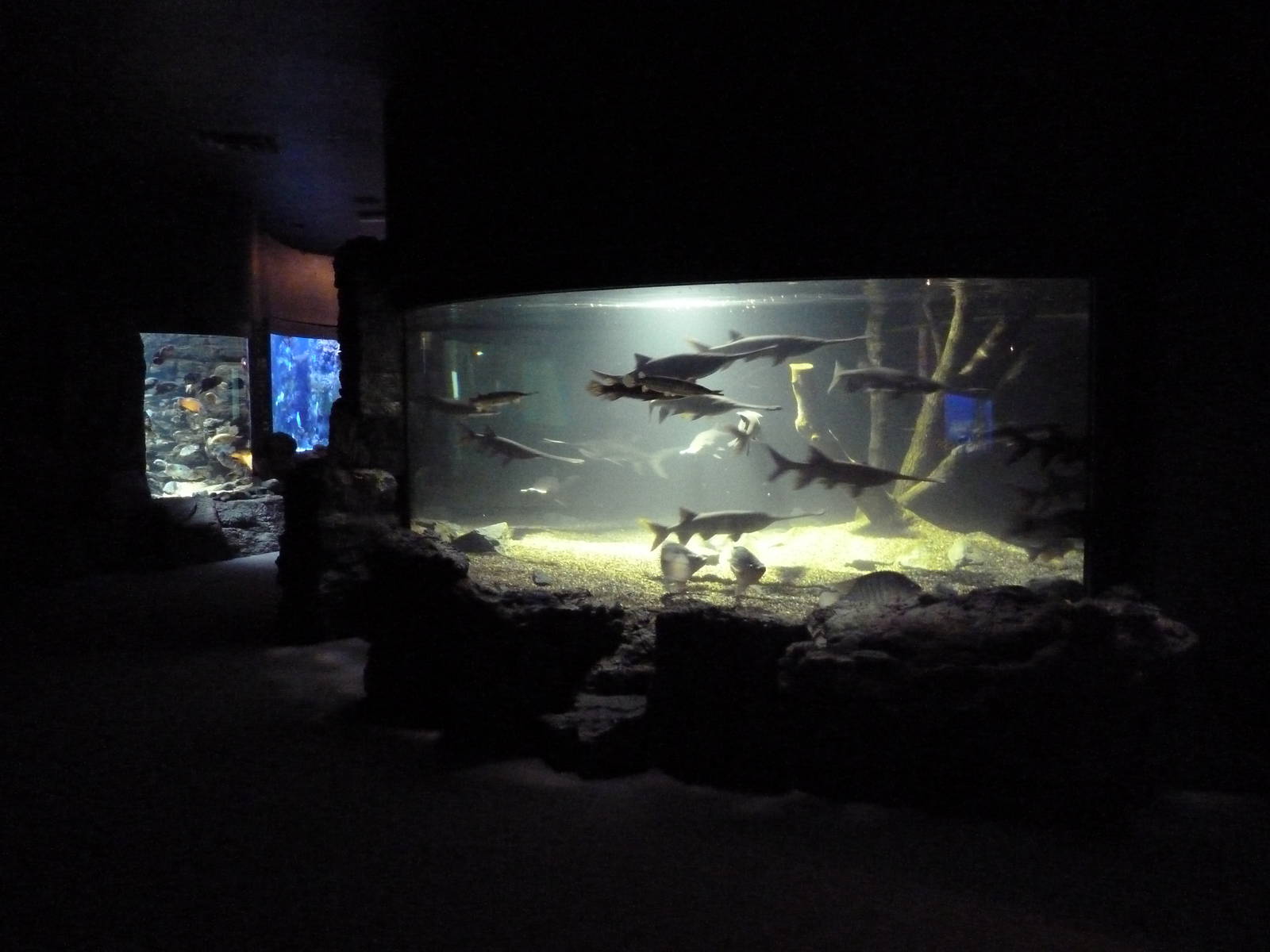American Gamefish Exhibit