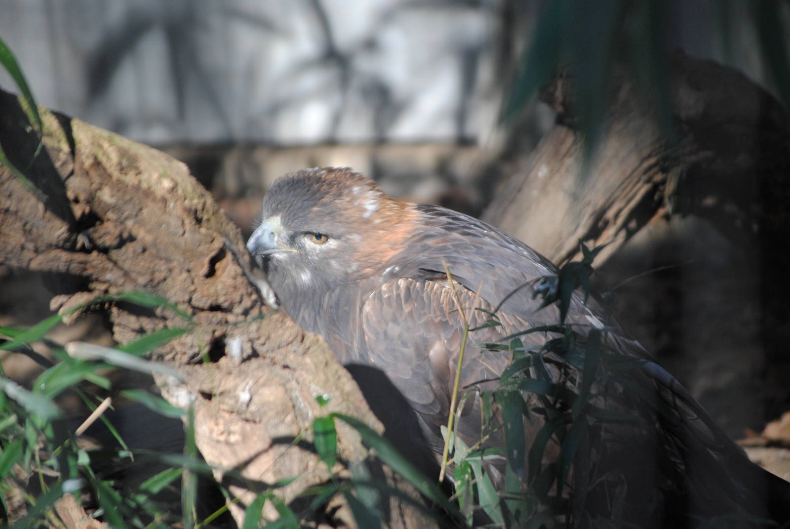 American Golden Eagle