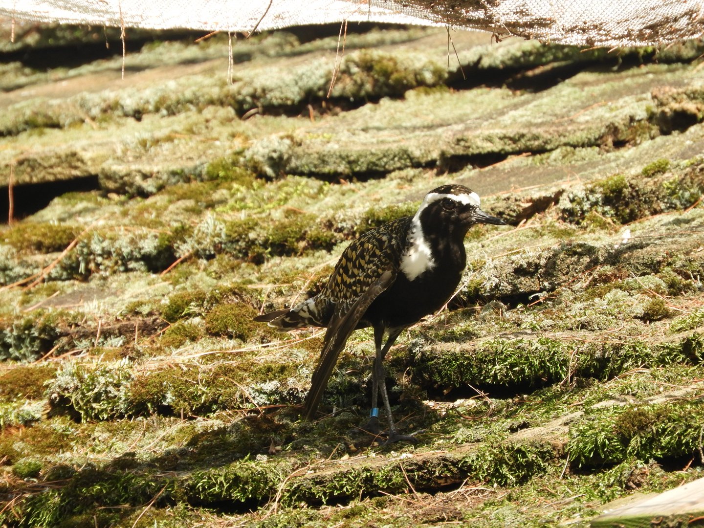 American Golden-Plover (Pluvialis dominica)